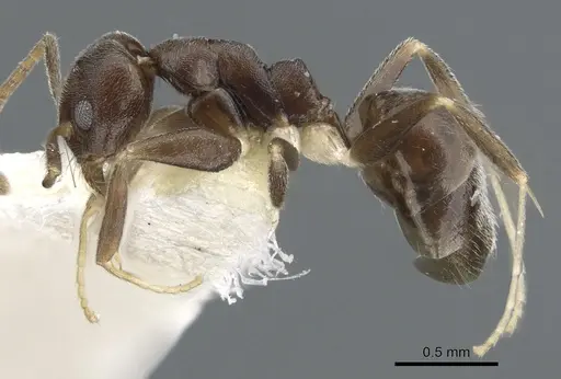 Technomyrmex senex specimen CASENT0903054 image casent0903054_3