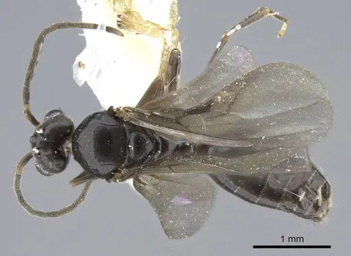 Technomyrmex setosus specimen CASENT0746638 image casent0746638_1