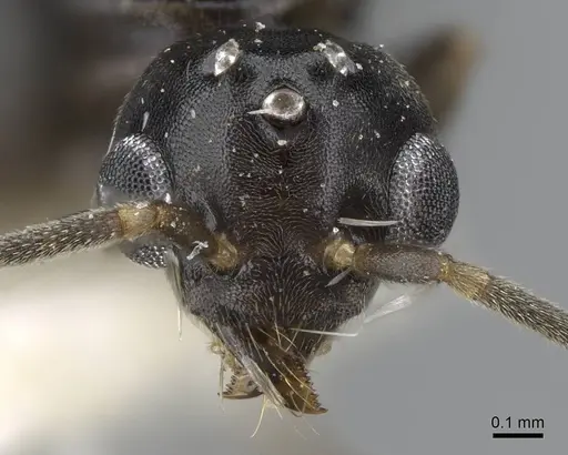 Technomyrmex setosus specimen CASENT0746638 image casent0746638_2