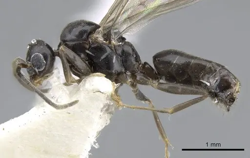 Technomyrmex setosus specimen CASENT0746638 image casent0746638_3