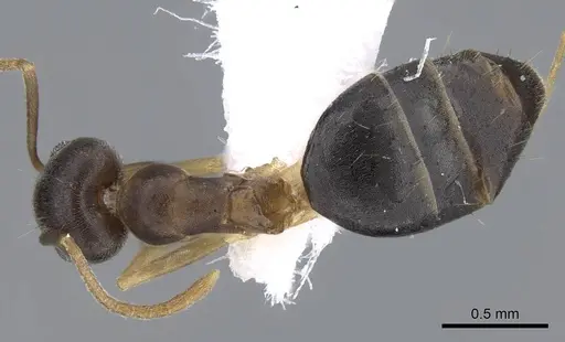 Technomyrmex setosus specimen CASENT0746639 image casent0746639_1