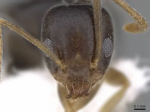 Technomyrmex setosus specimen CASENT0746639 image casent0746639_2