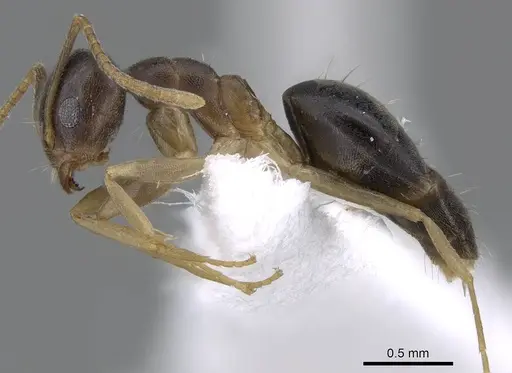 Technomyrmex setosus specimen CASENT0746639 image casent0746639_3
