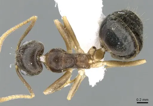 Technomyrmex setosus specimen CASENT0906357 image casent0906357_1