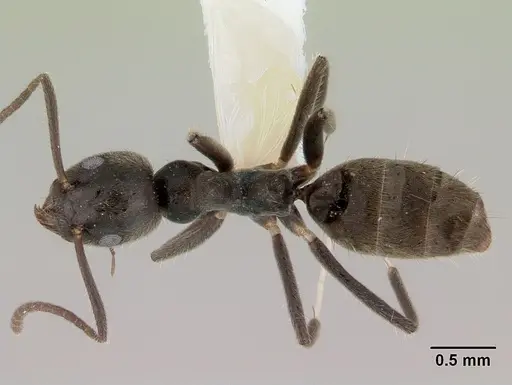 Technomyrmex shattucki specimen CASENT0172027 image casent0172027_1