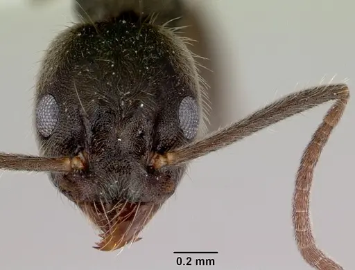Technomyrmex shattucki specimen CASENT0172027 image casent0172027_2