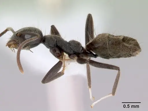 Technomyrmex shattucki specimen CASENT0172027 image casent0172027_3