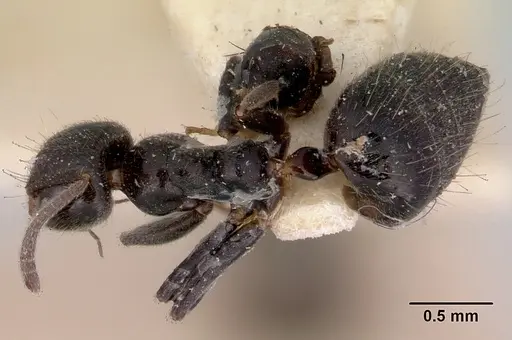 Technomyrmex sophiae specimen CASENT0172036 image casent0172036_1