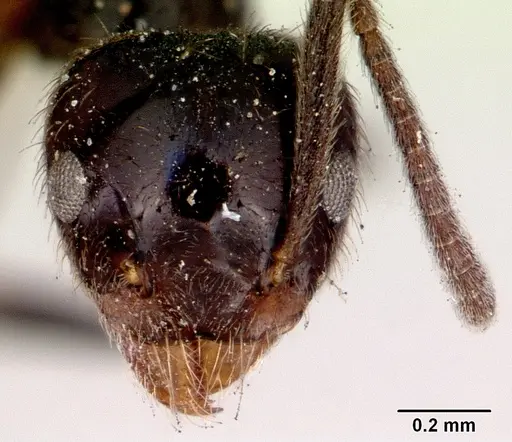 Technomyrmex sophiae specimen CASENT0172036 image casent0172036_2