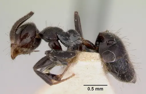 Technomyrmex sophiae specimen CASENT0172036 image casent0172036_3
