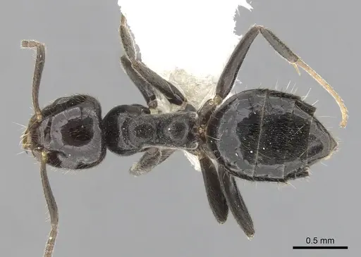 Technomyrmex sophiae specimen CASENT0249803 image casent0249803_1