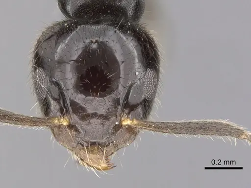 Technomyrmex sophiae specimen CASENT0249803 image casent0249803_2