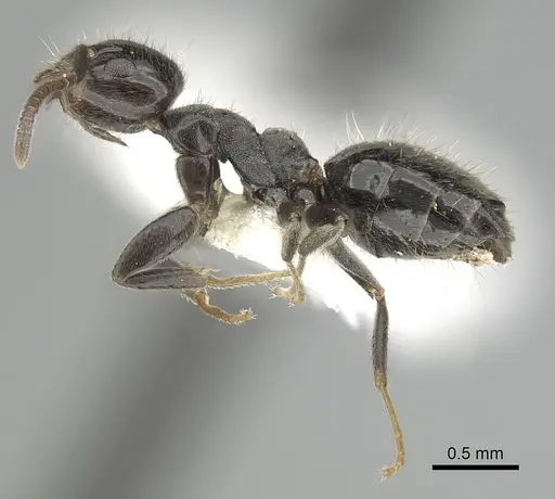Technomyrmex sophiae specimen CASENT0249803 image casent0249803_3