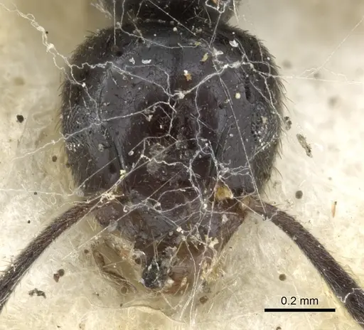 Technomyrmex sophiae specimen CASENT0903052 image casent0903052_2
