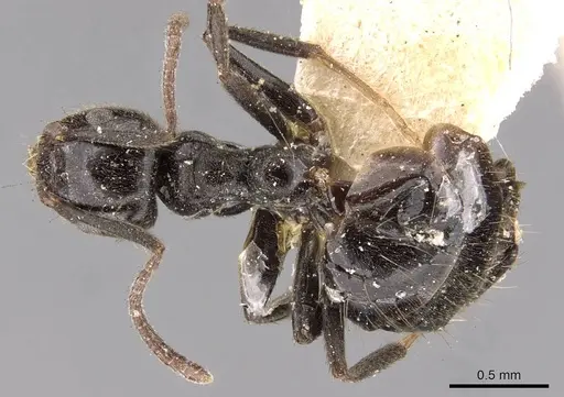 Technomyrmex sophiae specimen CASENT0909808 image casent0909808_1