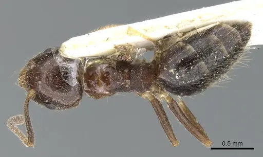 Technomyrmex strenuus specimen CASENT0903048 image casent0903048_1