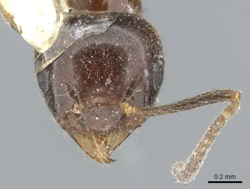 Technomyrmex strenuus specimen CASENT0903048 image casent0903048_2