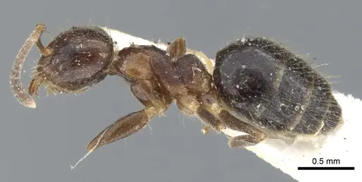 Technomyrmex strenuus specimen CASENT0903048 image casent0903048_3