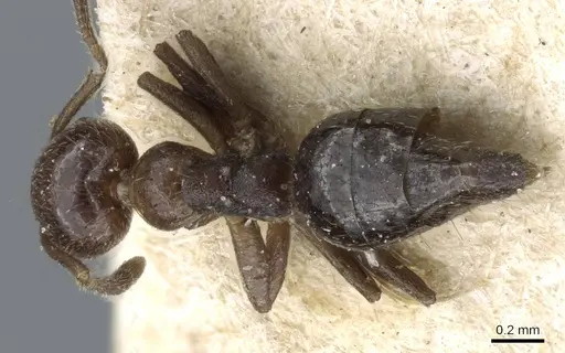 Technomyrmex strenuus specimen CASENT0905788 image casent0905788_1