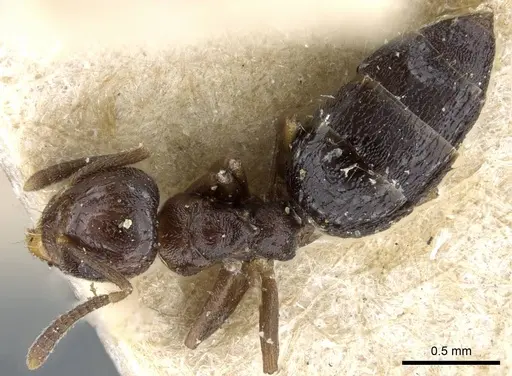 Technomyrmex strenuus specimen CASENT0905789 image casent0905789_1