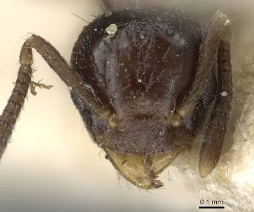 Technomyrmex strenuus specimen CASENT0905789 image casent0905789_2