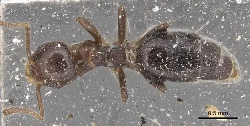 Technomyrmex strenuus specimen CASENT0915553 image casent0915553_1