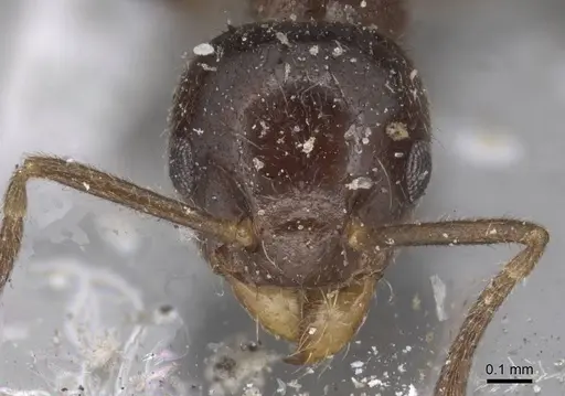 Technomyrmex strenuus specimen CASENT0915553 image casent0915553_2