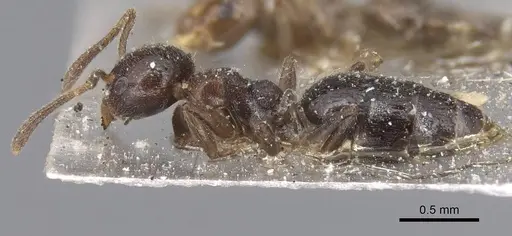 Technomyrmex strenuus specimen CASENT0915553 image casent0915553_3