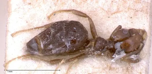 Technomyrmex strenuus specimen FOCOL0547-1 image focol0547-1_1