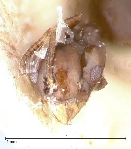 Technomyrmex strenuus specimen FOCOL0547-1 image focol0547-1_2