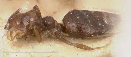Technomyrmex strenuus specimen FOCOL0547-1 image focol0547-1_3