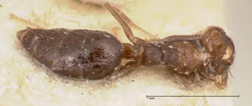 Technomyrmex strenuus specimen FOCOL0547-2 image focol0547-2_1