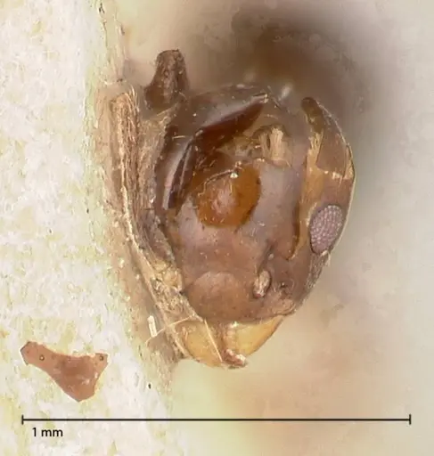 Technomyrmex strenuus specimen FOCOL0547-2 image focol0547-2_2