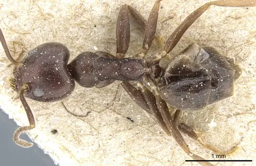 Technomyrmex sundaicus specimen CASENT0904026 image casent0904026_1