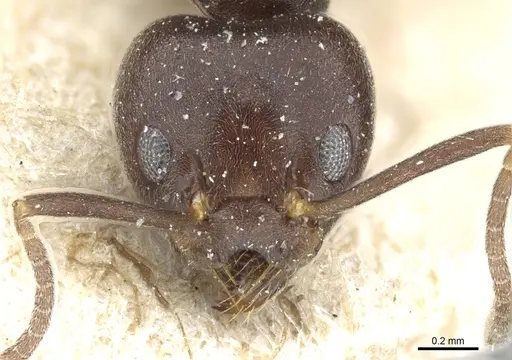 Technomyrmex sundaicus specimen CASENT0904026 image casent0904026_2