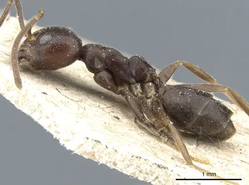 Technomyrmex sundaicus specimen CASENT0904026 image casent0904026_3