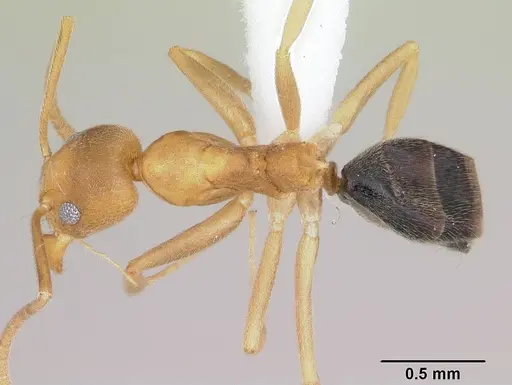 Technomyrmex sycorax specimen CASENT0103273 image casent0103273_1