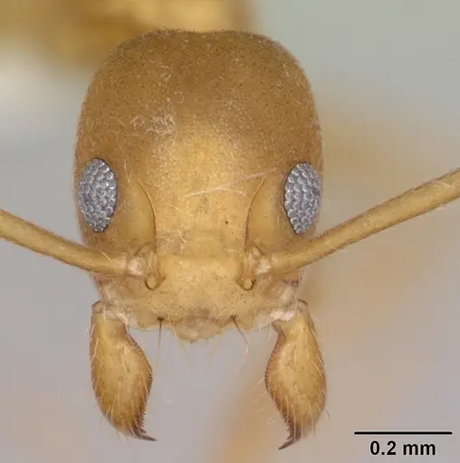 Technomyrmex sycorax specimen CASENT0103273 image casent0103273_2