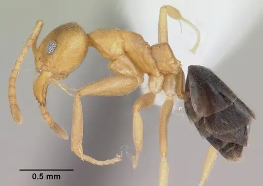 Technomyrmex sycorax specimen CASENT0103273 image casent0103273_3