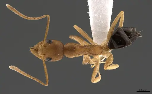 Technomyrmex sycorax specimen CASENT0170257 image casent0170257_1