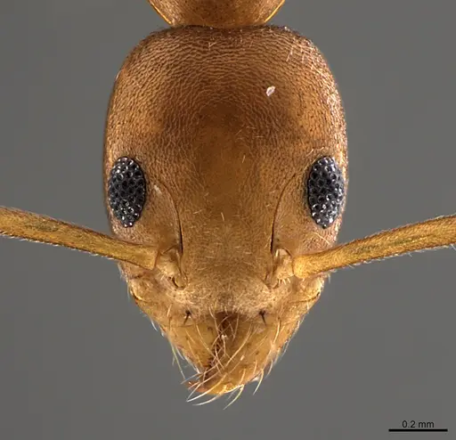Technomyrmex sycorax specimen CASENT0170257 image casent0170257_2
