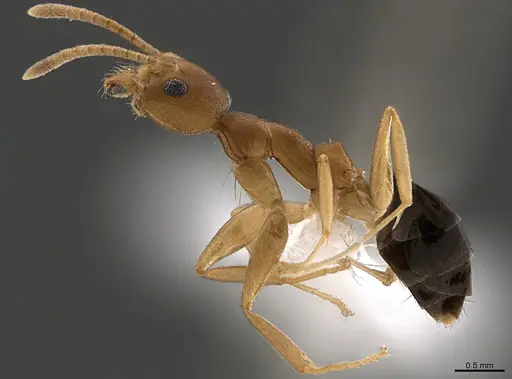 Technomyrmex sycorax specimen CASENT0170257 image casent0170257_3