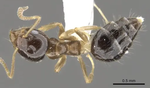 Technomyrmex tatius specimen CASENT0903040 image casent0903040_1