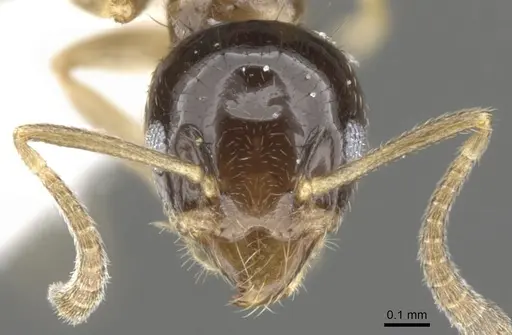 Technomyrmex tatius specimen CASENT0903040 image casent0903040_2