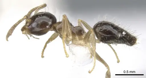 Technomyrmex tatius specimen CASENT0903040 image casent0903040_3
