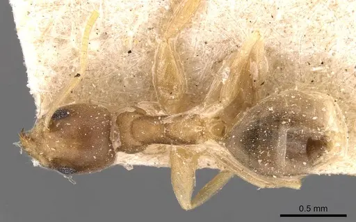 Technomyrmex textor specimen CASENT0905072 image casent0905072_1