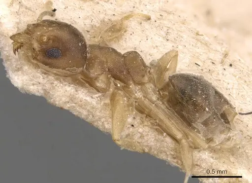 Technomyrmex textor specimen CASENT0905072 image casent0905072_3