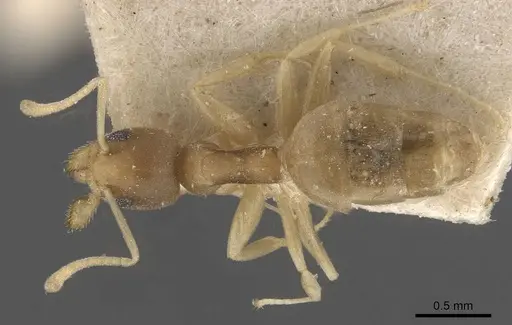 Technomyrmex textor specimen CASENT0909795 image casent0909795_1