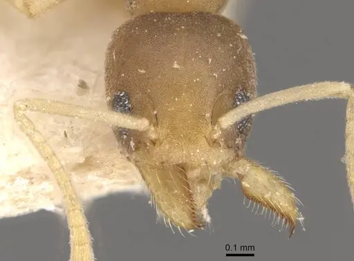 Technomyrmex textor specimen CASENT0909795 image casent0909795_2
