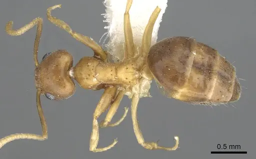 Technomyrmex vapidus specimen CASENT0903060 image casent0903060_1